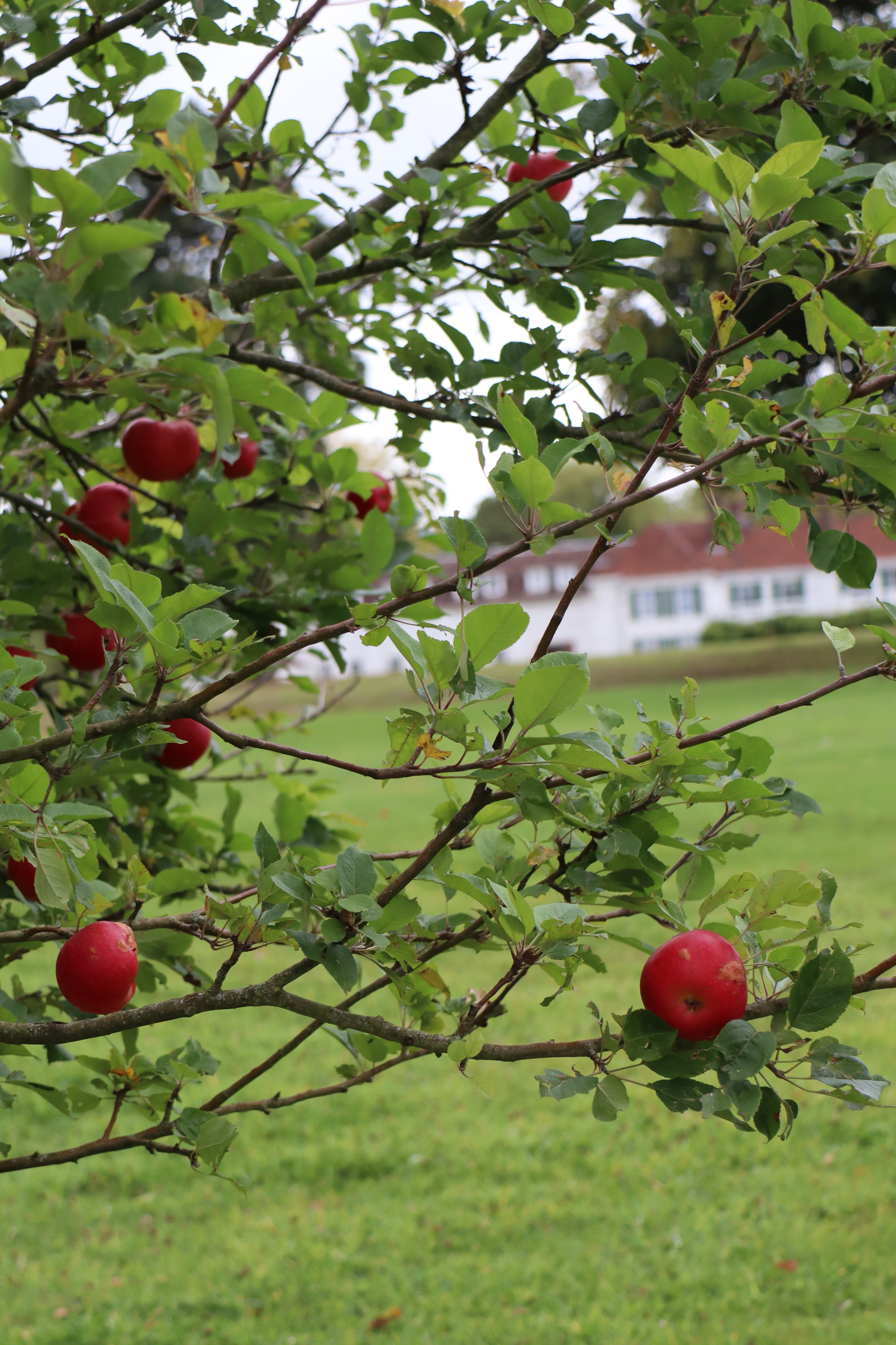Eating what we grow at Pipers Corner School