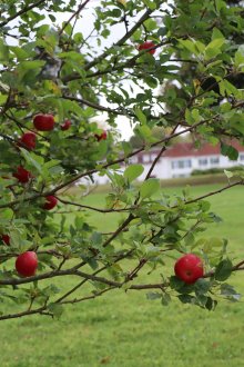 Eating what we grow at Pipers Corner School
