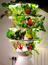 Pipers successfully achieve Royal Society Partnership Grant